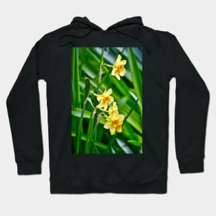 Daffodils Hoodie